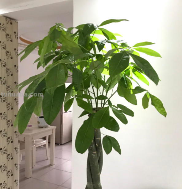 发财树最全养护方法，看完再也不用担心会养死