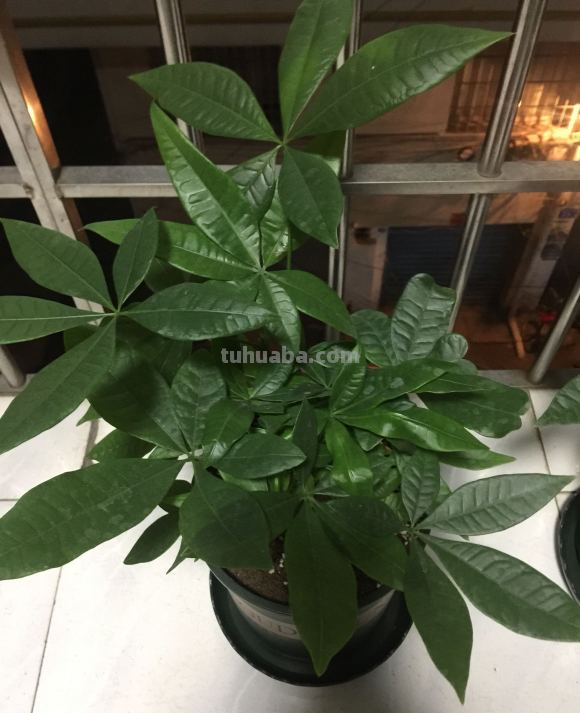 发财树最全养护方法，看完再也不用担心会养死