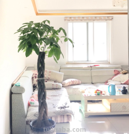 发财树最全养护方法，看完再也不用担心会养死