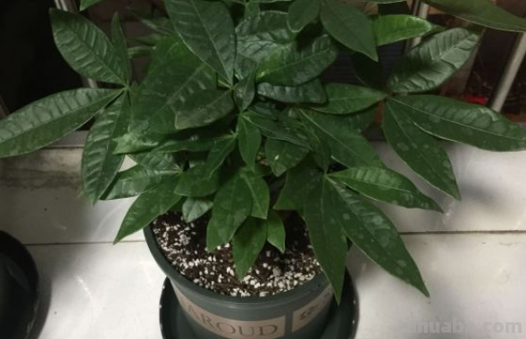 发财树最全养护方法，看完再也不用担心会养死