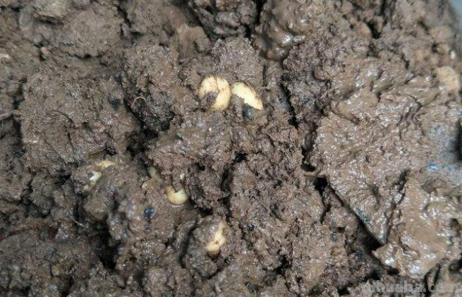 发财树最全养护方法，看完再也不用担心会养死