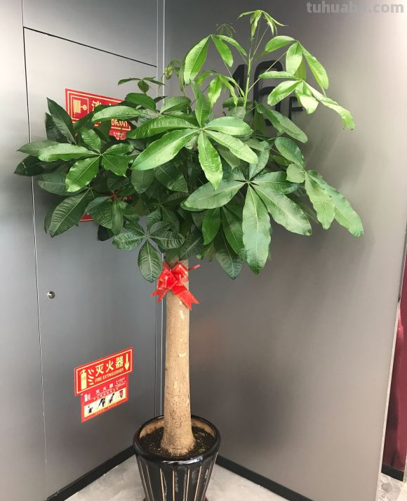 发财树最全养护方法，看完再也不用担心会养死