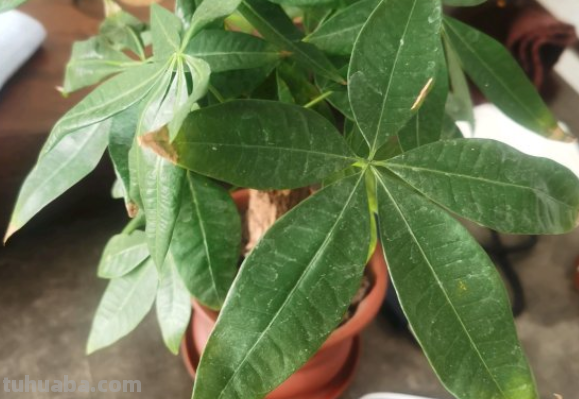 发财树最全养护方法，看完再也不用担心会养死