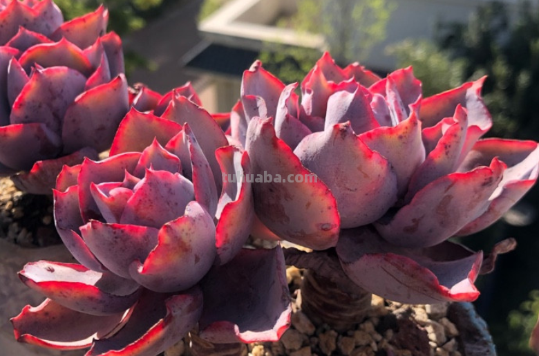 虽说地不宽,但这9种多肉我都养了2-3盆,就因为它们颜值高又好养 虽说地不宽,但这9种多肉我都养了2-3盆,就因为它们颜值高又好养