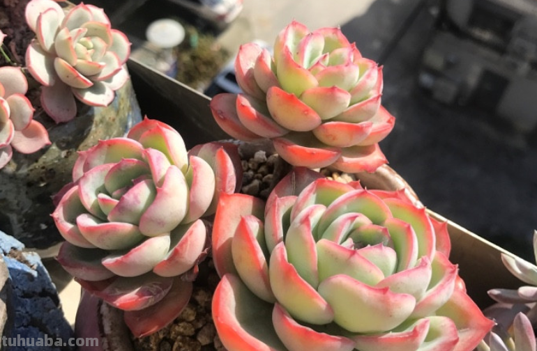 虽说地不宽,但这9种多肉我都养了2-3盆,就因为它们颜值高又好养 虽说地不宽,但这9种多肉我都养了2-3盆,就因为它们颜值高又好养