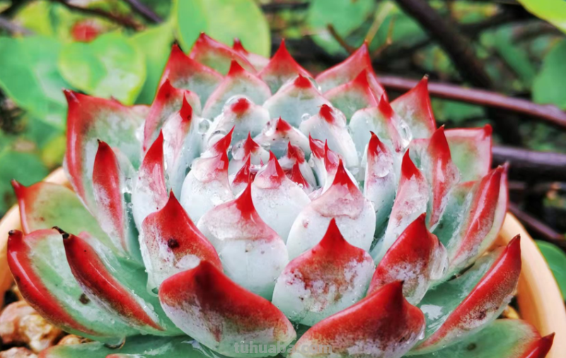 虽说地不宽,但这9种多肉我都养了2-3盆,就因为它们颜值高又好养 虽说地不宽,但这9种多肉我都养了2-3盆,就因为它们颜值高又好养