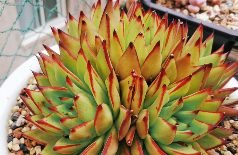 虽说地不宽,但这9种多肉我都养了2-3盆,就因为它们颜值高又好养 虽说地不宽,但这9种多肉我都养了2-3盆,就因为它们颜值高又好养