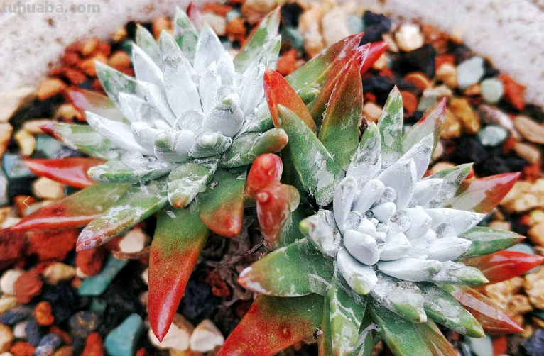 虽说地不宽,但这9种多肉我都养了2-3盆,就因为它们颜值高又好养 虽说地不宽,但这9种多肉我都养了2-3盆,就因为它们颜值高又好养