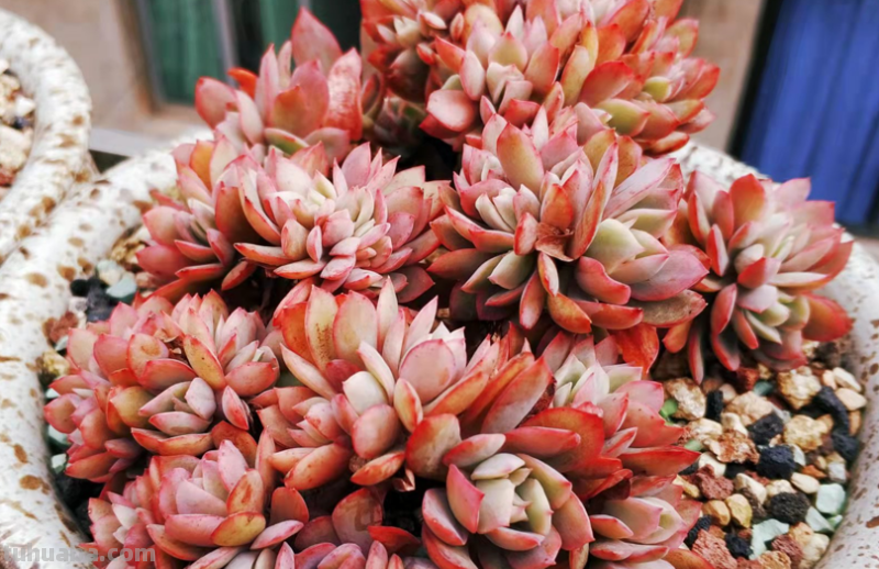 虽说地不宽,但这9种多肉我都养了2-3盆,就因为它们颜值高又好养 虽说地不宽,但这9种多肉我都养了2-3盆,就因为它们颜值高又好养