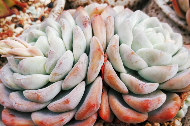 虽说地不宽,但这9种多肉我都养了2-3盆,就因为它们颜值高又好养 虽说地不宽,但这9种多肉我都养了2-3盆,就因为它们颜值高又好养