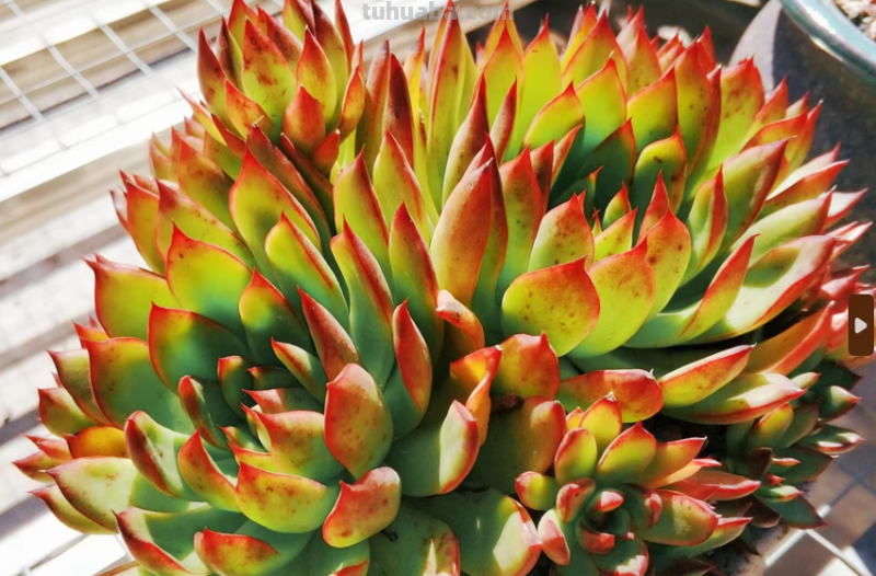 虽说地不宽,但这9种多肉我都养了2-3盆,就因为它们颜值高又好养 虽说地不宽,但这9种多肉我都养了2-3盆,就因为它们颜值高又好养