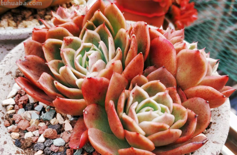 虽说地不宽,但这9种多肉我都养了2-3盆,就因为它们颜值高又好养 虽说地不宽,但这9种多肉我都养了2-3盆,就因为它们颜值高又好养