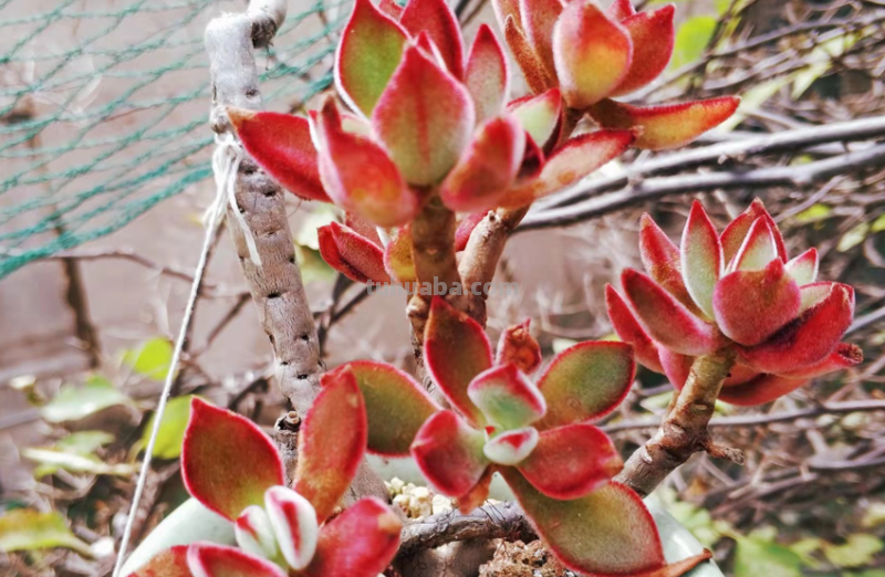 虽说地不宽,但这9种多肉我都养了2-3盆,就因为它们颜值高又好养 虽说地不宽,但这9种多肉我都养了2-3盆,就因为它们颜值高又好养