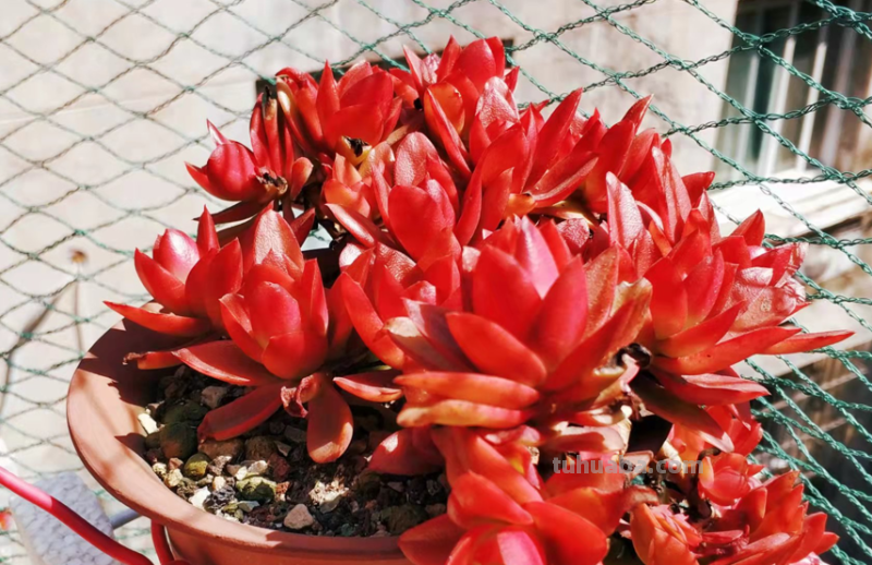 虽说地不宽,但这9种多肉我都养了2-3盆,就因为它们颜值高又好养 虽说地不宽,但这9种多肉我都养了2-3盆,就因为它们颜值高又好养