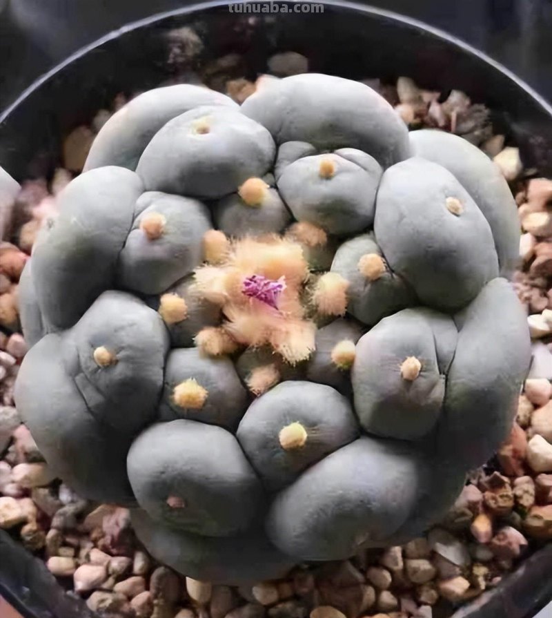 养多肉的尽头是什么？玉露，仙人球，龙舌兰，这3种就是尽头