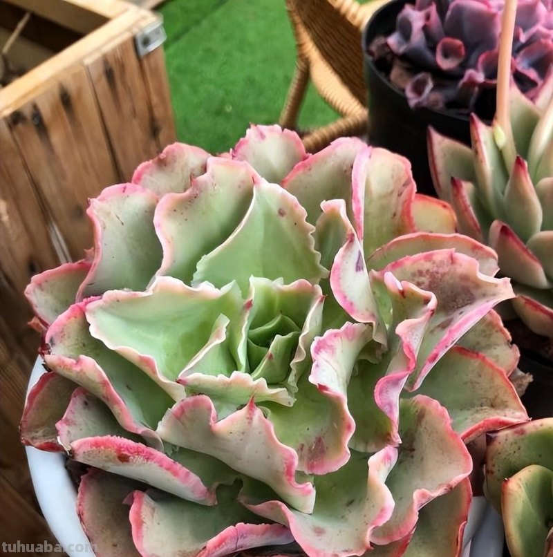 养多肉的尽头是什么？玉露，仙人球，龙舌兰，这3种就是尽头