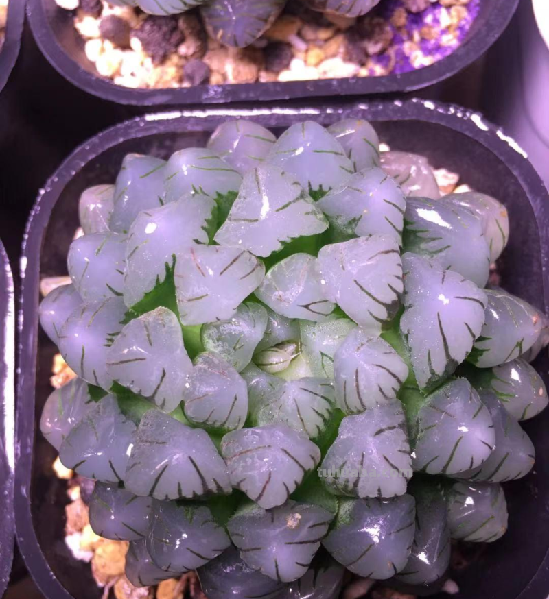 养多肉的尽头是什么？玉露，仙人球，龙舌兰，这3种就是尽头