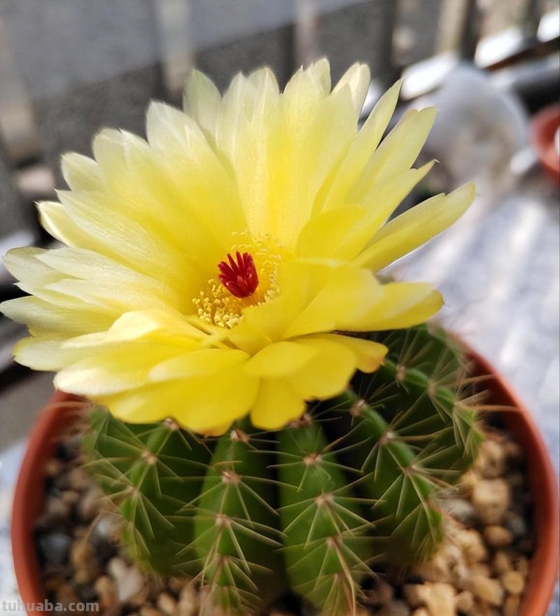 养多肉的尽头是什么？玉露，仙人球，龙舌兰，这3种就是尽头