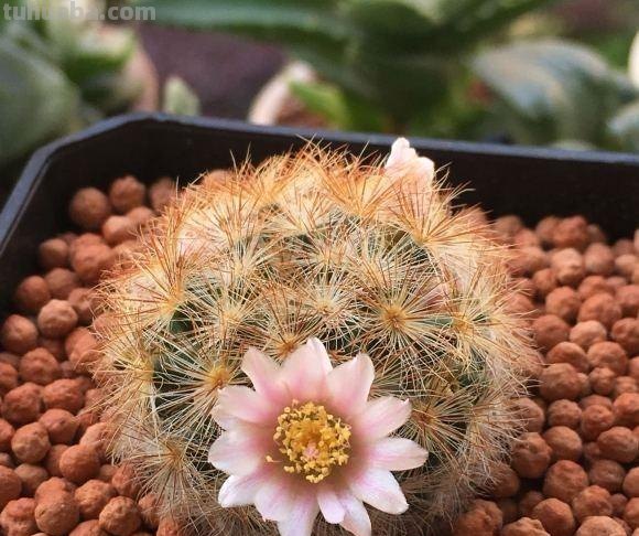 养多肉的尽头是什么？玉露，仙人球，龙舌兰，这3种就是尽头