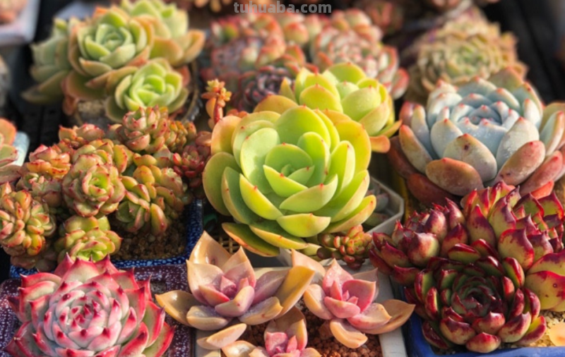 我最早接触的13种多肉,它们有的被养成经典,有的则已相忘于江湖 我最早接触的13种多肉,它们有的被养成经典,有的则已相忘于江湖