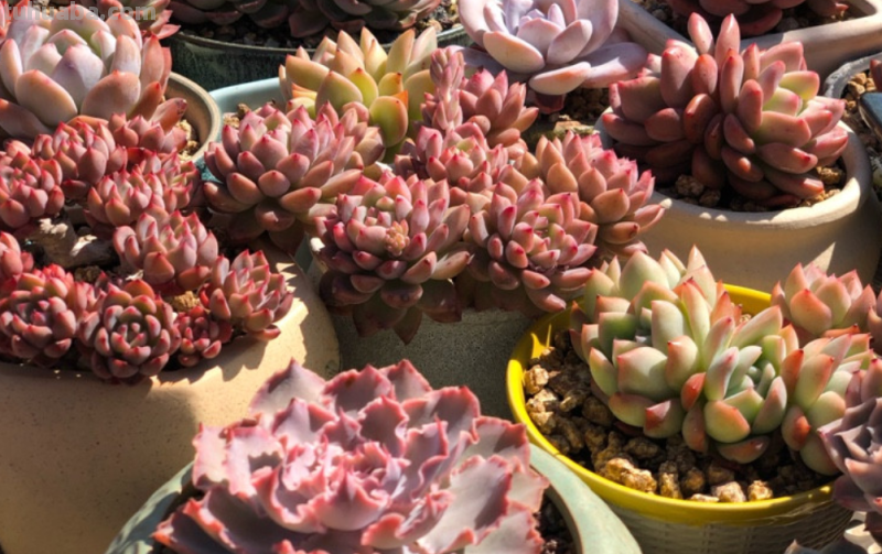 我最早接触的13种多肉,它们有的被养成经典,有的则已相忘于江湖 我最早接触的13种多肉,它们有的被养成经典,有的则已相忘于江湖