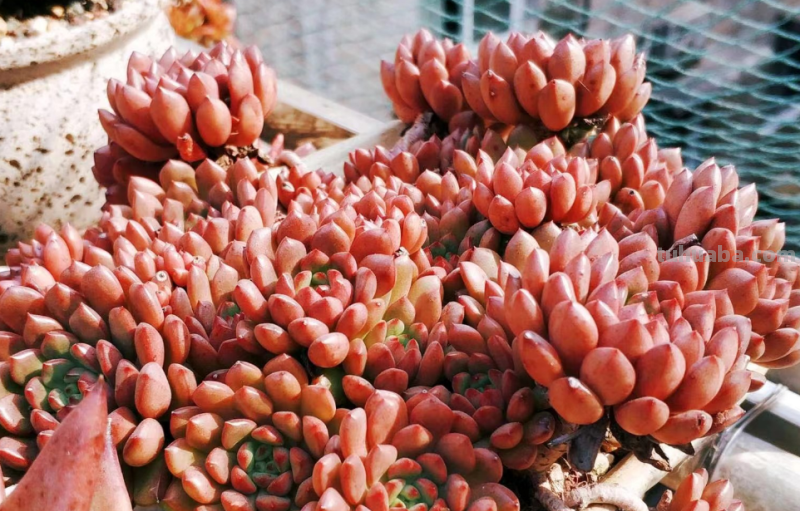 我最早接触的13种多肉,它们有的被养成经典,有的则已相忘于江湖 我最早接触的13种多肉,它们有的被养成经典,有的则已相忘于江湖