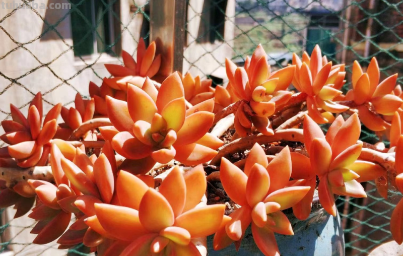 我最早接触的13种多肉,它们有的被养成经典,有的则已相忘于江湖 我最早接触的13种多肉,它们有的被养成经典,有的则已相忘于江湖