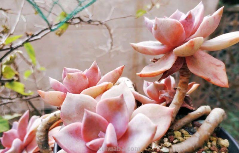 我最早接触的13种多肉,它们有的被养成经典,有的则已相忘于江湖 我最早接触的13种多肉,它们有的被养成经典,有的则已相忘于江湖