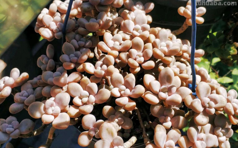 我最早接触的13种多肉,它们有的被养成经典,有的则已相忘于江湖 我最早接触的13种多肉,它们有的被养成经典,有的则已相忘于江湖