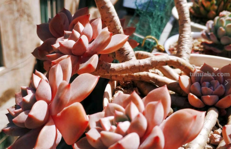 我最早接触的13种多肉,它们有的被养成经典,有的则已相忘于江湖 我最早接触的13种多肉,它们有的被养成经典,有的则已相忘于江湖