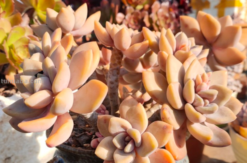 我最早接触的13种多肉,它们有的被养成经典,有的则已相忘于江湖 我最早接触的13种多肉,它们有的被养成经典,有的则已相忘于江湖