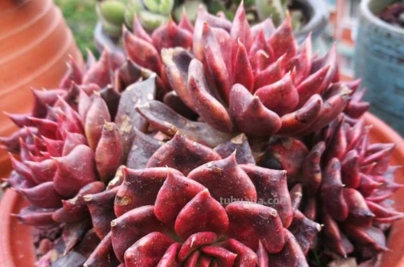 我最早接触的13种多肉,它们有的被养成经典,有的则已相忘于江湖 我最早接触的13种多肉,它们有的被养成经典,有的则已相忘于江湖