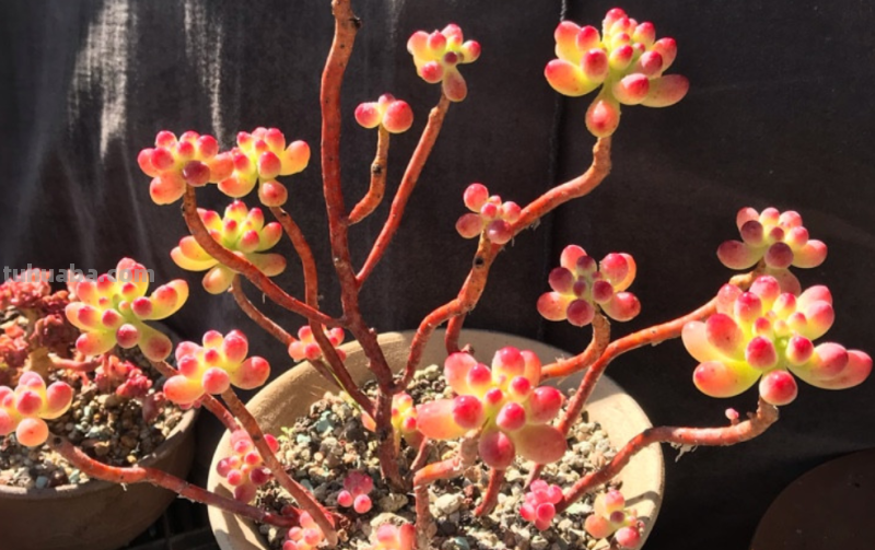 我最早接触的13种多肉,它们有的被养成经典,有的则已相忘于江湖 我最早接触的13种多肉,它们有的被养成经典,有的则已相忘于江湖