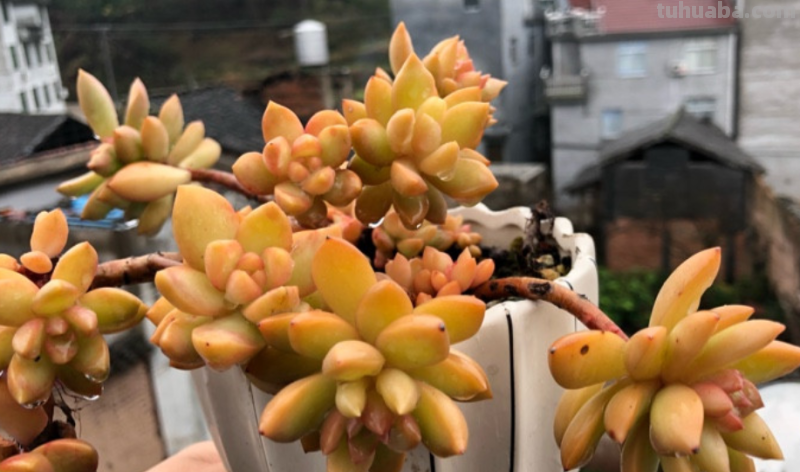 我最早接触的13种多肉,它们有的被养成经典,有的则已相忘于江湖 我最早接触的13种多肉,它们有的被养成经典,有的则已相忘于江湖