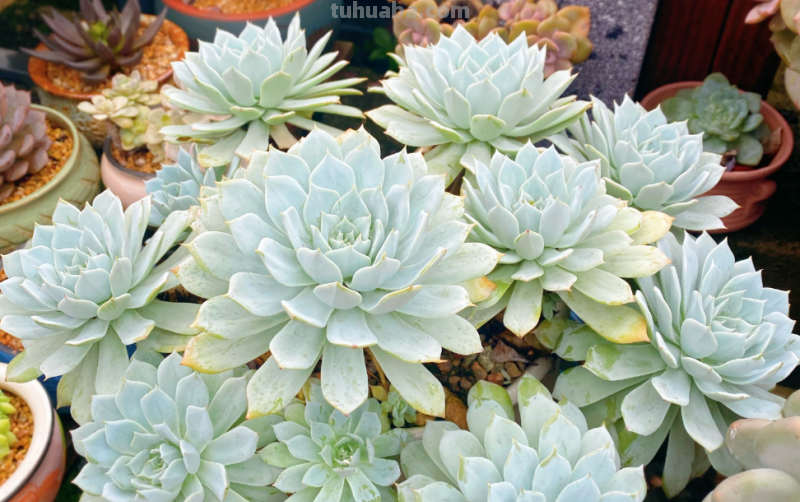 我最早接触的13种多肉,它们有的被养成经典,有的则已相忘于江湖 我最早接触的13种多肉,它们有的被养成经典,有的则已相忘于江湖