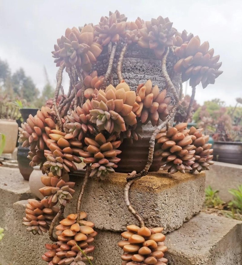 那些美出天际的多肉,既漂亮又好养,治愈心灵第一名 那些美出天际的多肉,既漂亮又好养,治愈心灵第一名