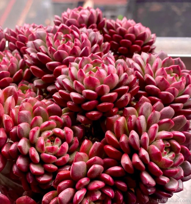 那些美出天际的多肉,既漂亮又好养,治愈心灵第一名 那些美出天际的多肉,既漂亮又好养,治愈心灵第一名