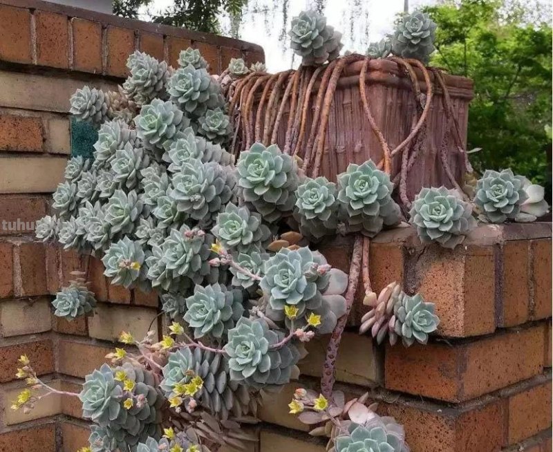 那些美出天际的多肉,既漂亮又好养,治愈心灵第一名 那些美出天际的多肉,既漂亮又好养,治愈心灵第一名