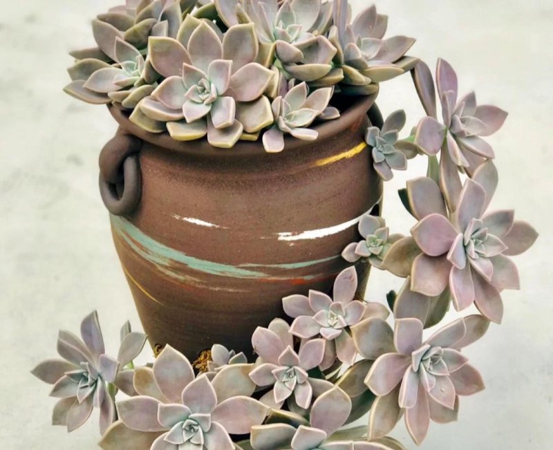 那些美出天际的多肉,既漂亮又好养,治愈心灵第一名 那些美出天际的多肉,既漂亮又好养,治愈心灵第一名