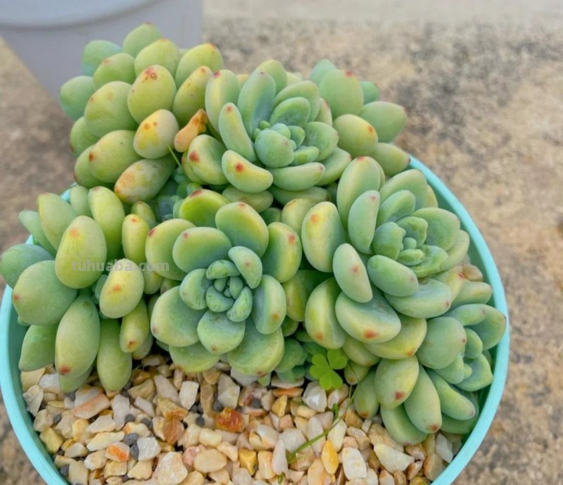 那些美出天际的多肉,既漂亮又好养,治愈心灵第一名 那些美出天际的多肉,既漂亮又好养,治愈心灵第一名