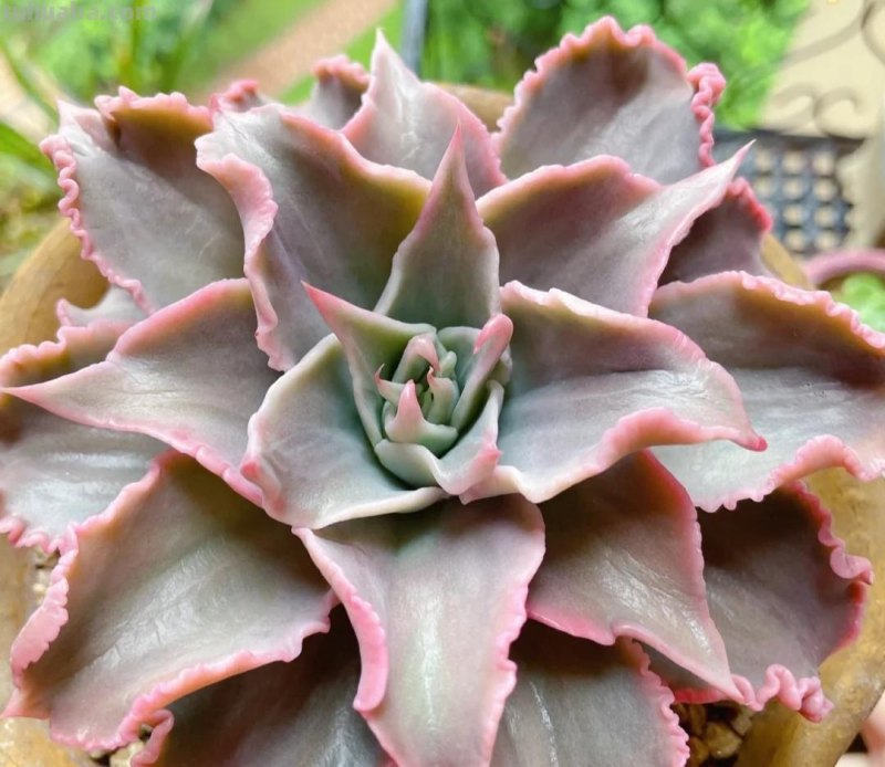 那些美出天际的多肉,既漂亮又好养,治愈心灵第一名 那些美出天际的多肉,既漂亮又好养,治愈心灵第一名