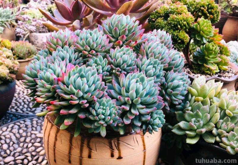 那些美出天际的多肉,既漂亮又好养,治愈心灵第一名 那些美出天际的多肉,既漂亮又好养,治愈心灵第一名