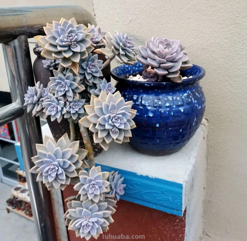 那些美出天际的多肉,既漂亮又好养,治愈心灵第一名 那些美出天际的多肉,既漂亮又好养,治愈心灵第一名