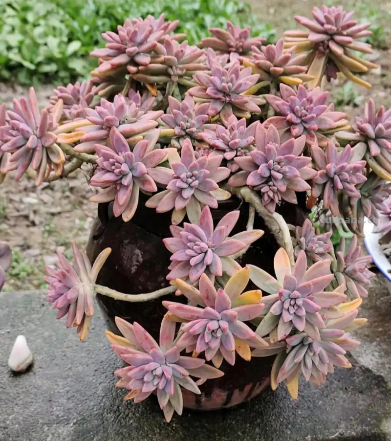 那些美出天际的多肉,既漂亮又好养,治愈心灵第一名 那些美出天际的多肉,既漂亮又好养,治愈心灵第一名