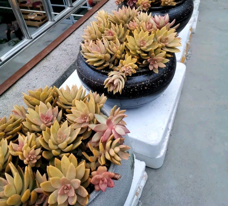 那些美出天际的多肉,既漂亮又好养,治愈心灵第一名 那些美出天际的多肉,既漂亮又好养,治愈心灵第一名