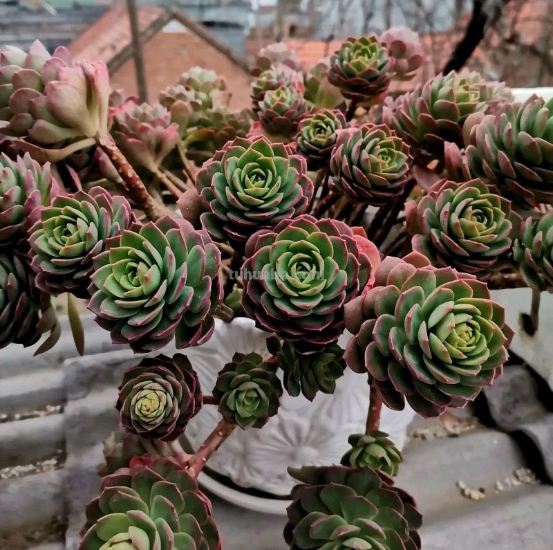 那些美出天际的多肉,既漂亮又好养,治愈心灵第一名 那些美出天际的多肉,既漂亮又好养,治愈心灵第一名