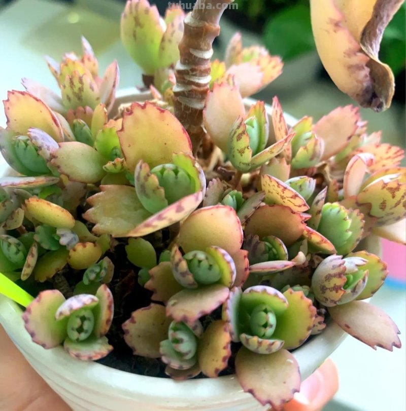 那些美出天际的多肉,既漂亮又好养,治愈心灵第一名 那些美出天际的多肉,既漂亮又好养,治愈心灵第一名