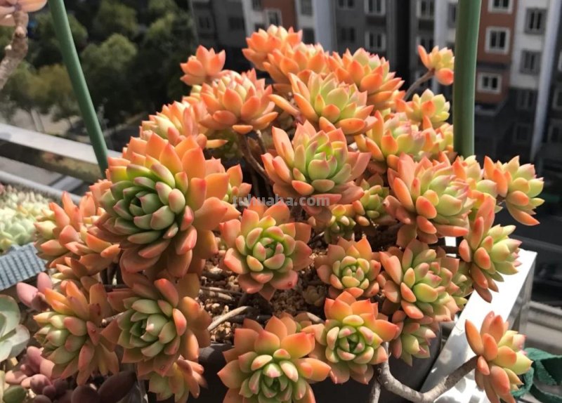 那些美出天际的多肉,既漂亮又好养,治愈心灵第一名 那些美出天际的多肉,既漂亮又好养,治愈心灵第一名