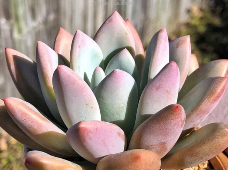 那些美出天际的多肉,既漂亮又好养,治愈心灵第一名 那些美出天际的多肉,既漂亮又好养,治愈心灵第一名