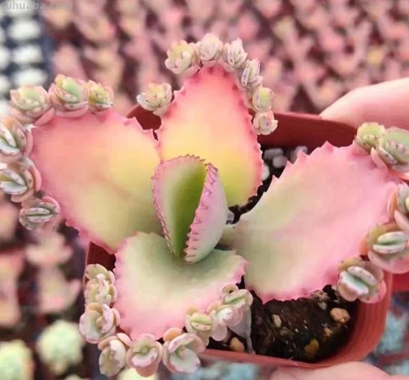 那些美出天际的多肉,既漂亮又好养,治愈心灵第一名 那些美出天际的多肉,既漂亮又好养,治愈心灵第一名